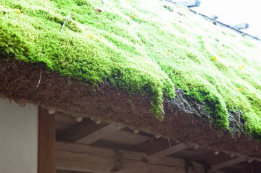 Güneşli yeşil yosun geleneksel sazdan çatı kenarını kaplıyor.