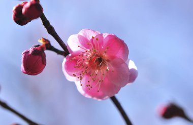 Güzel bahar çiçekleri, mavi gökyüzünde çiçek açan ağaçlar.  