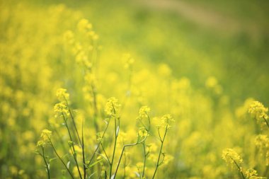 Renkli bahar çiçekleri güneş ışığında çiçek açıyor 