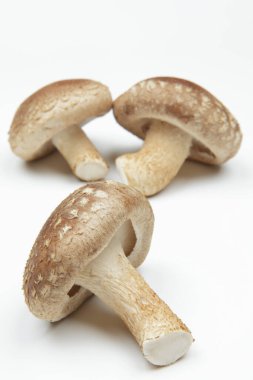 Beyaz arkaplanda mantarlar.