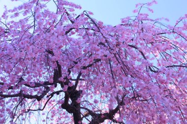 Bahçedeki güzel pembe sakura çiçekleri