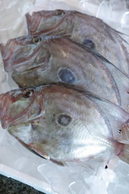 Buzdaki taze balığın yakın plan görüntüsü