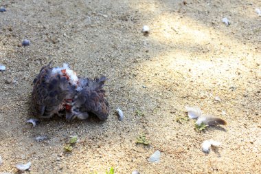Ölü kuş kumlu zeminde yatıyor.