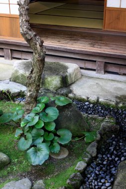 yeşil Japon bahçeli ev 
