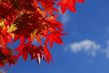 Ağaçlardaki renkli sonbahar yapraklarını kapatın.