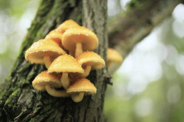 Ormandaki ağaçtaki mantarlar doğa arka planında