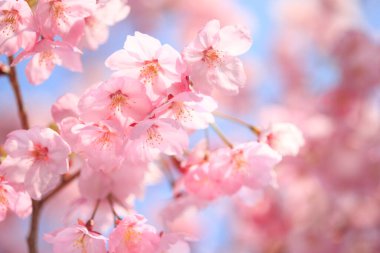 Renkli bahar çiçekleri güneş ışığında çiçek açıyor 