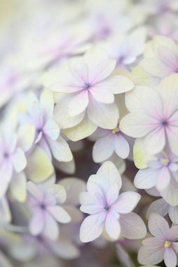 Beyaz ortanca çiçeklerini kapat