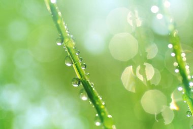 Sabah güzel yeşil yapraklara çiğ damlalarının yakın görüntüsü            