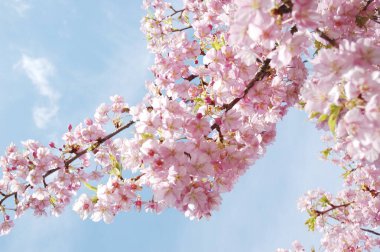 Sakura çiçeği, güzel pembe çiçekleri kapat. 