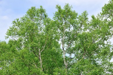 Mavi gökyüzüne karşı yeşil ağaç
