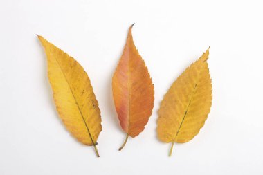 Beyaz arkaplanda güzel, parlak sonbahar yapraklarının yakın görüntüsü        