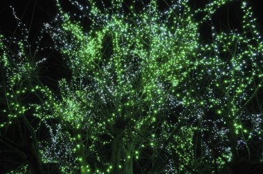 Gece vakti yeşil ışıklarla süslenmiş ağaçlar.