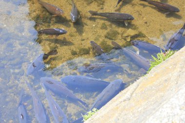 Sakin gölette yüzen balıkların güzel manzarası, yakın çekim. 