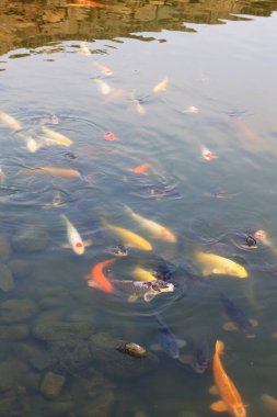 Gölette renkli koi balığı 