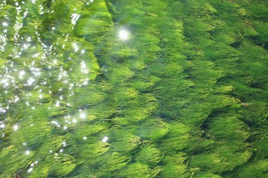 abstract green water with reflection clipart