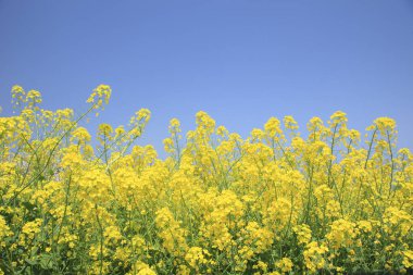 beautiful view of  yellow rapeseed in field clipart