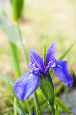 Bahçede mor süsen çiçeği