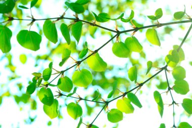 Ağaçtaki yeşil yapraklar. Bahar yaprakları arkaplanı