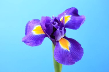 İris çiçeği beyaz arka planda izole edilmiş. İris çiçeği. Beyaz arka planda bir iris çiçeği. Kapat - kapat.