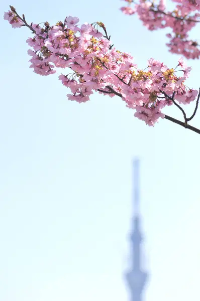 Beautiful Spring Tree City — Stock Photo, Image