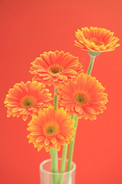 Bellissimo Fiore Gerbera Rosso Sfondo Arancione Spazio Testo — Foto Stock