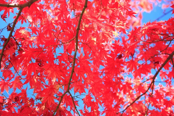 Sonbahar Ağaçlarının Dalları Güneş Işığında Kırmızı Yapraklar — Stok fotoğraf