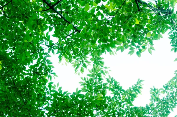 Árboles Con Hojas Verdes Bosque Sobre Fondo Natural —  Fotos de Stock