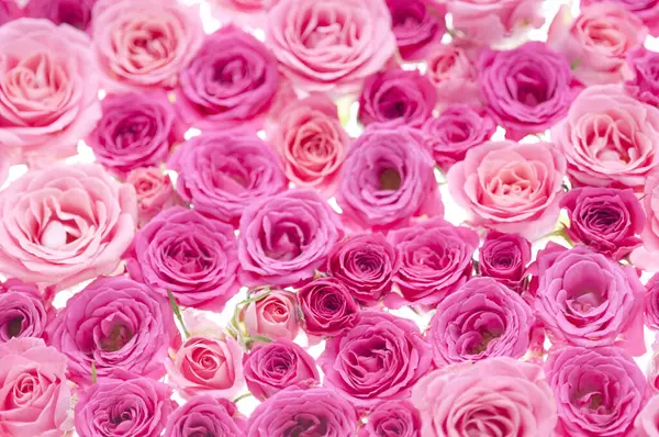 粉色玫瑰背景 情人节卡片 情人节卡片 — 图库照片