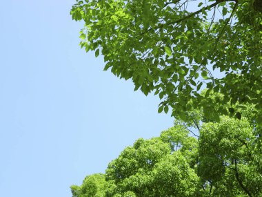 Mavi gökyüzünün arka planında yeşil ağaçlar