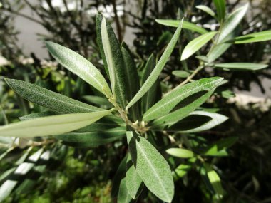 Bahçede yetişen zakkum yaprakları 