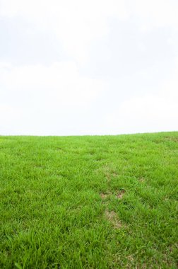 Golf sahasının yeşil çimenleri 