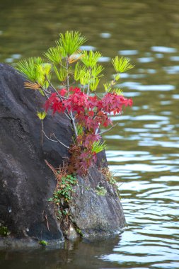 Su kenarında kayaların üzerinde yetişen güzel bitkiler.