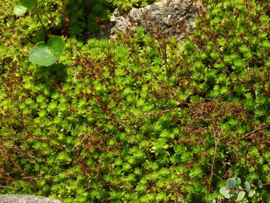 Bahçedeki duvarda yeşil sarmaşık bitkisi