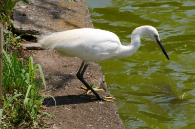 Gölet suyunun yanında beyaz balıkçıl, doğa