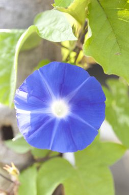 Güzel çiçek ipomoea 'sının yakın plan çekimi.