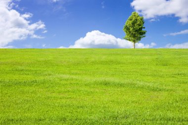 Mavi gökyüzü ile yeşil alan ağacında 