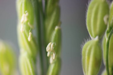 Taze yeşil çiçekli bitkilerin bulanık arkaplanda makro fotoğrafçılığı