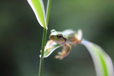 Çiçeğin üzerinde oturan küçük kurbağa, vahşi doğada küçük bir amfibiğe yakın. 