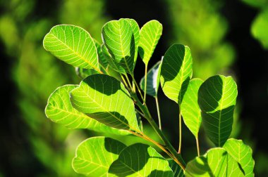 Doğada yeşil yaprak.