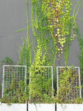 Duvarda yeşil yapraklar