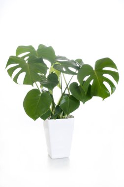 Beyaz arkaplanda yeşil canavar bitkisi