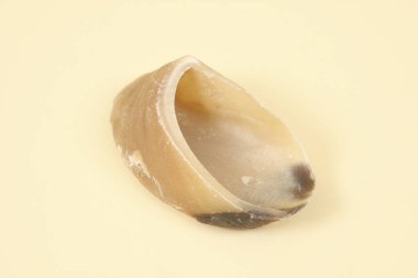 Yüzeyde deniz kabuğunu kapat