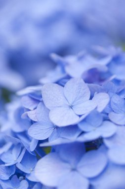 Bahçedeki güzel mavi ortanca çiçekleri