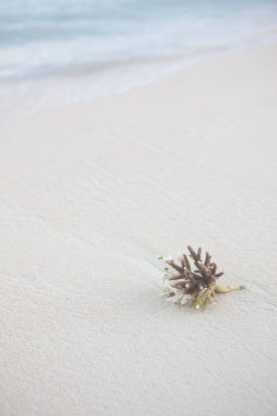 beautiful coral on sandy beach with sea wave on background