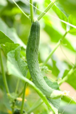 Bahçede salatalık yetişiyor..