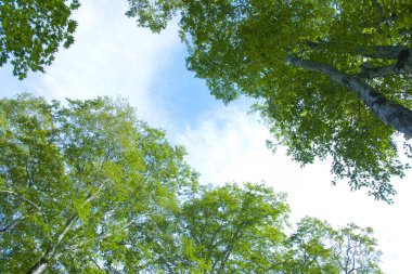 Ormandaki güzel ağaçlar, yaz arkaplanı