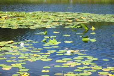 Zambak çiçekli gölet 