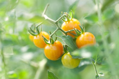 Domatesler bahçede, doğa arka planını kapatın.