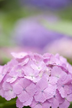 Bahar bahçesinde güzel pembe ortanca çiçekleri      